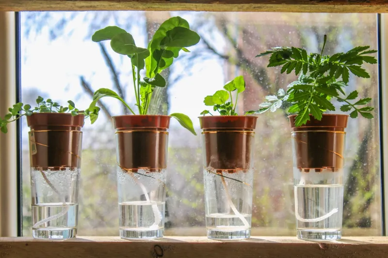 Read more about the article How to water plants while away for 2 weeks